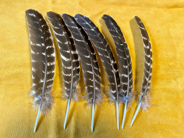 TURKEY FEATHERS