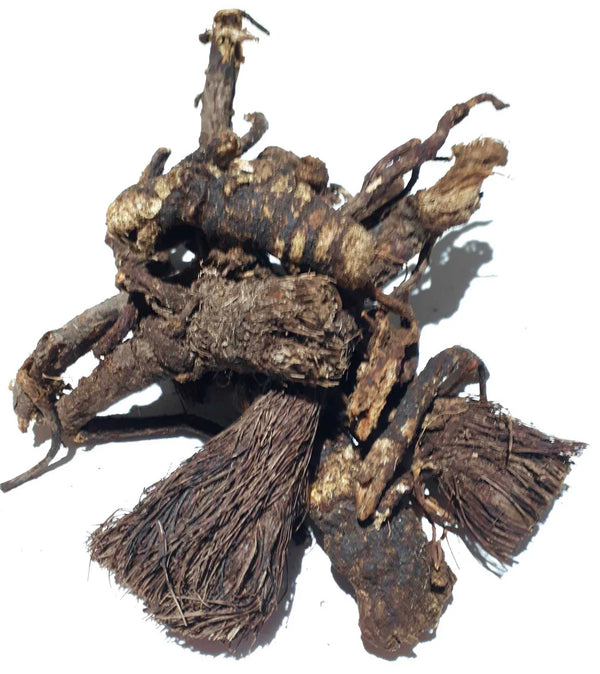 BEAR ROOT / Osha (Ligusticum porteri)