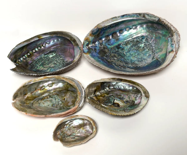 Abalone Shell 5-6"