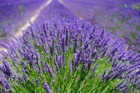 DRIED LAVENDER - 20G