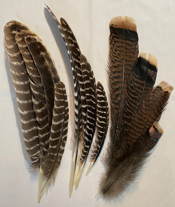 WILD TURKEY FEATHERS