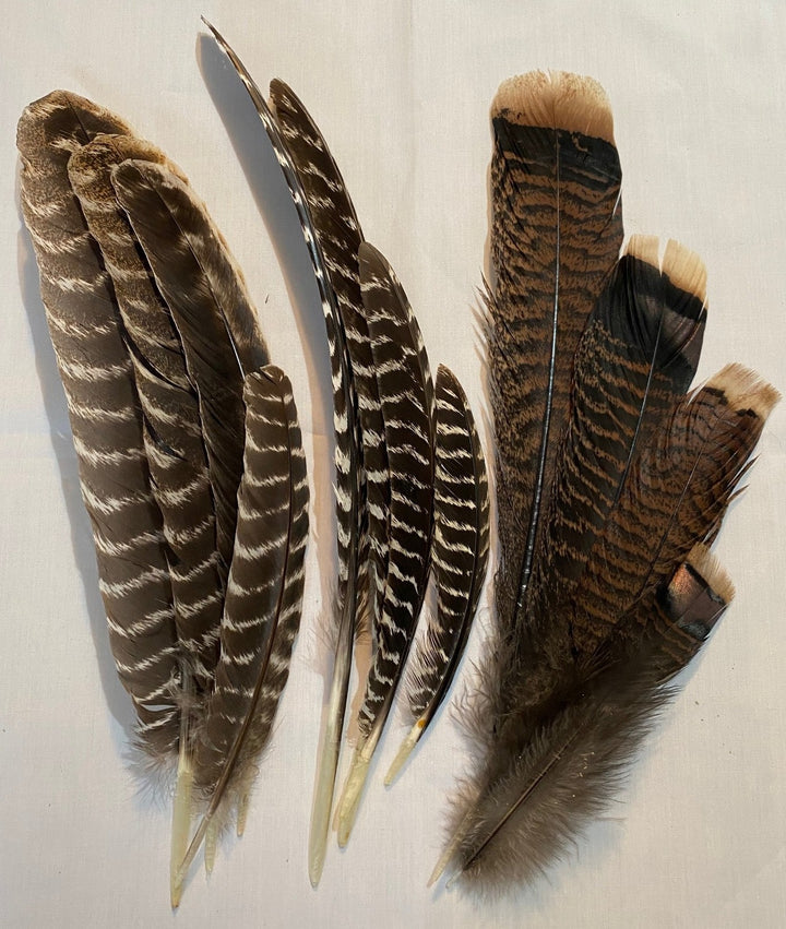 WILD TURKEY FEATHERS